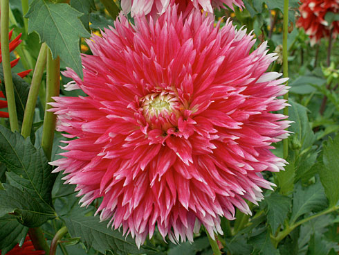 Фаберже Фаберже