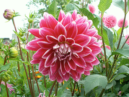 Фархад Фархад