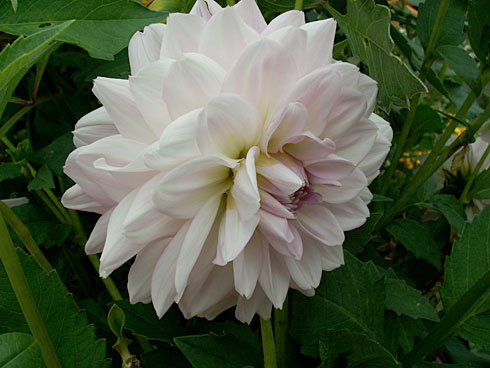 Филин Филин