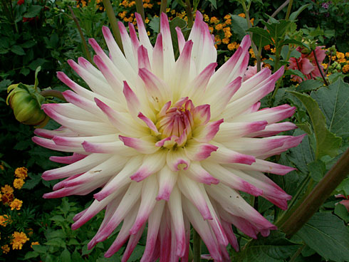 Хейли Джан Хейли Джан