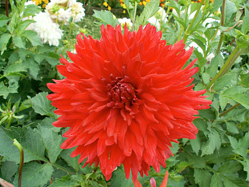 Художник Художник