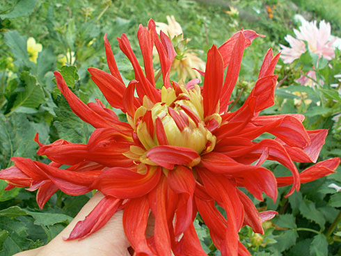 Царь Додон Царь Додон