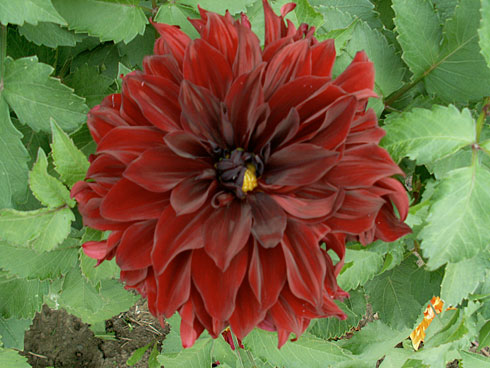 Черная маска Черная маска