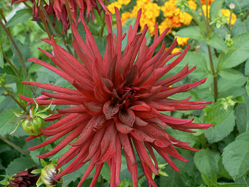 Черный кот Черный кот