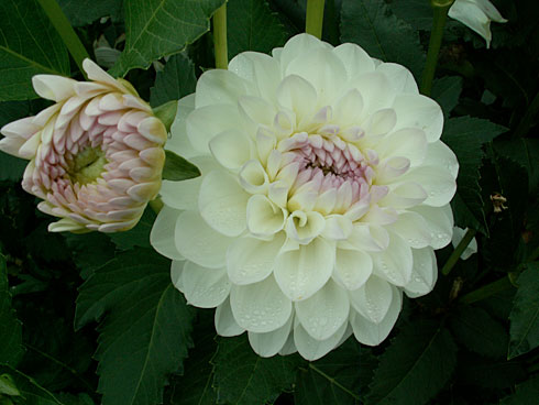 Эвелин Эвелин