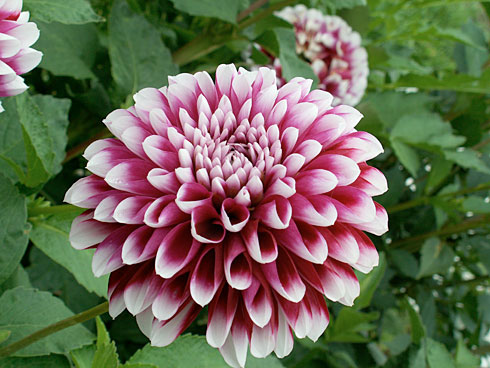 Эдинбург Эдинбург