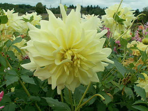 Эзазу Эзазу