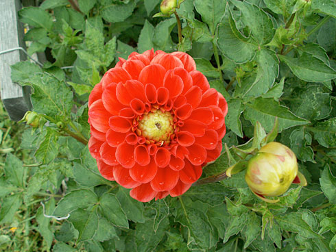 Янтис Янтис