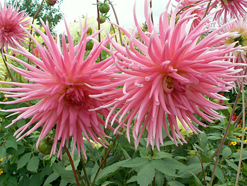 Яню Нактс Яню Нактс