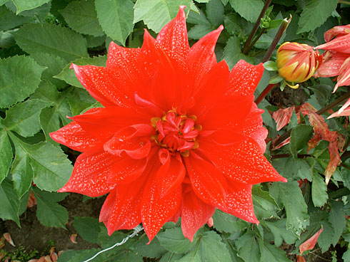 Garden-Wonder Garden-Wonder