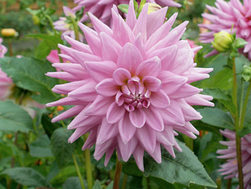 Mediterranee Mediterranee