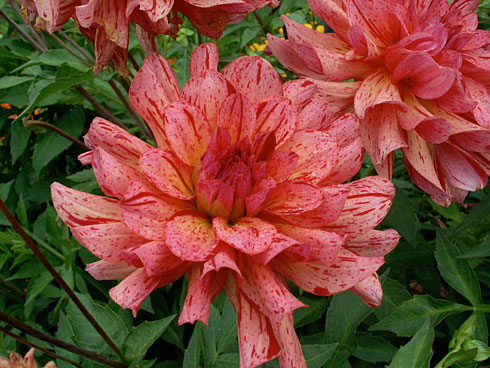 Mingus-Toni Mingus-Toni