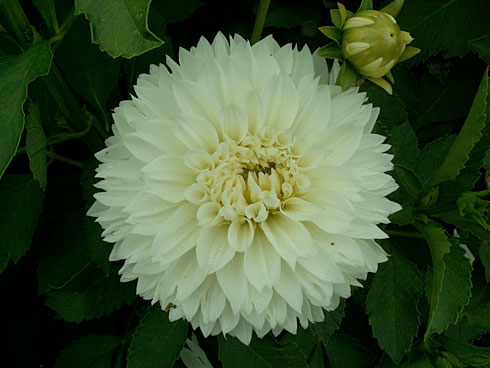 Myama-Fubuki Myama-Fubuki