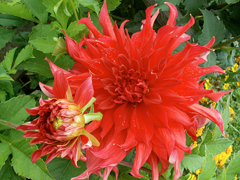 SUFFOLK-BRIGHT SUFFOLK-BRIGHT