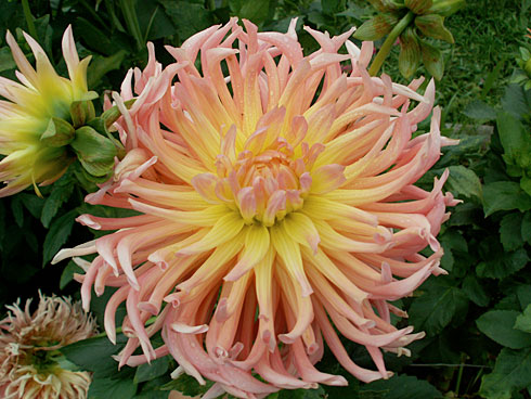 Star-Elite Star-Elite