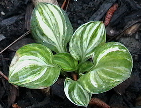 Blue Mouse Ears Supreme Blue Mouse Ears Supreme