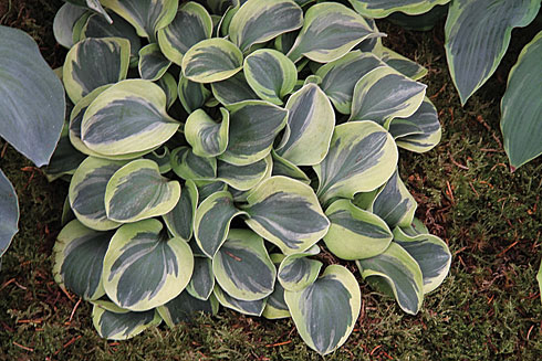 Frosted Mouse Ears Frosted Mouse Ears