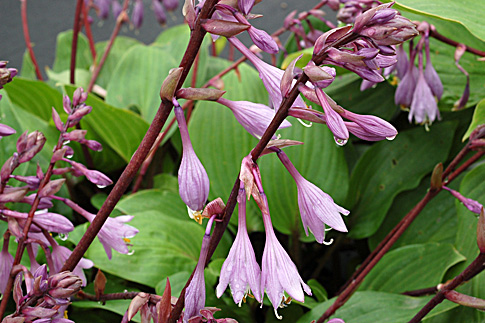 хоста Пурпурное Сердце ‘Purple Heart’. хоста Пурпурное Сердце ‘Purple Heart’.