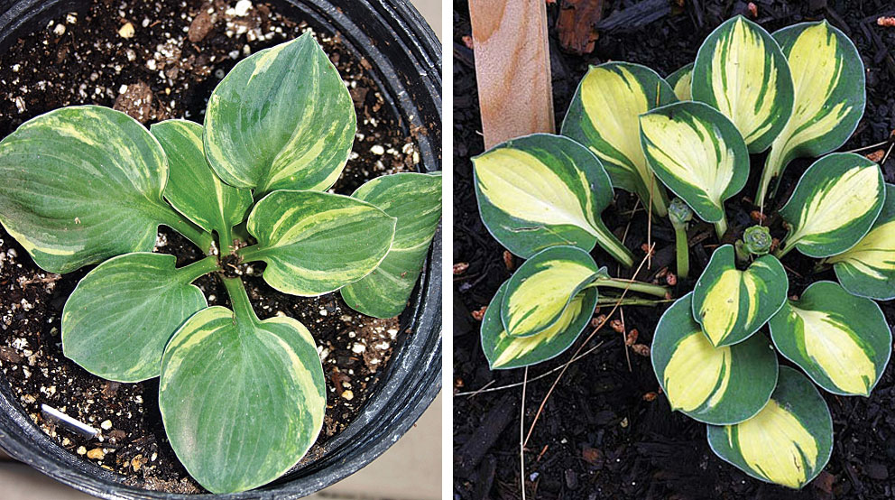 Royal and Holy Mouse Ears Royal and Holy Mouse Ears