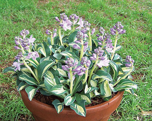 Snow Mouse Snow Mouse