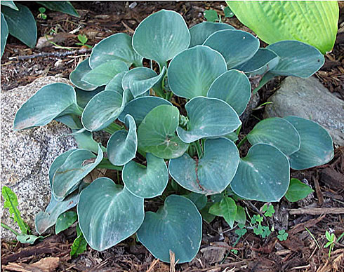 Голубые мышиные ушки Голубые мышиные ушки