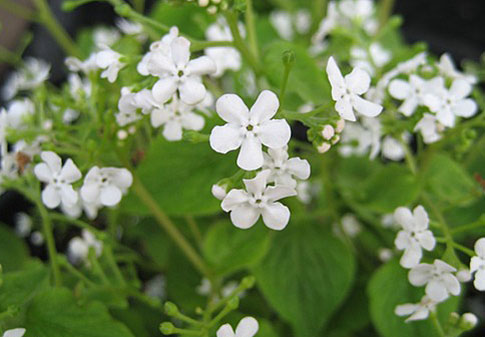 Betty Bowring Betty Bowring