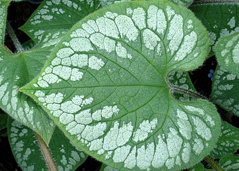 Emerald Mist Emerald Mist