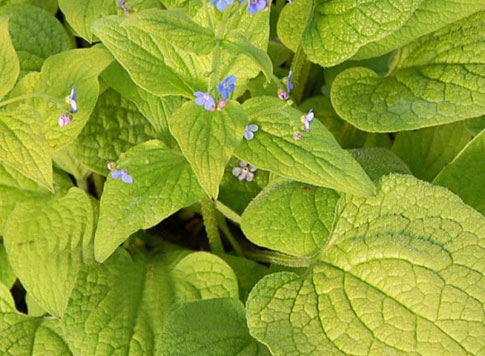 Green Gold Green Gold