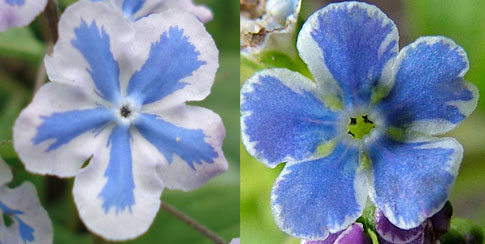 Starry and Henry Eyes Starry and Henry Eyes