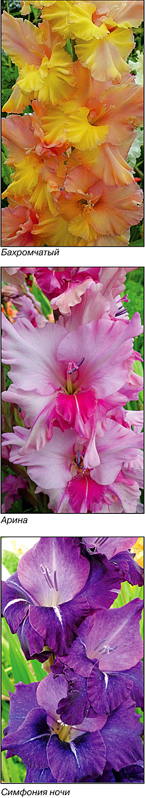 Бахромчатый, Арина, Симфония ночи Бахромчатый, Арина, Симфония ночи