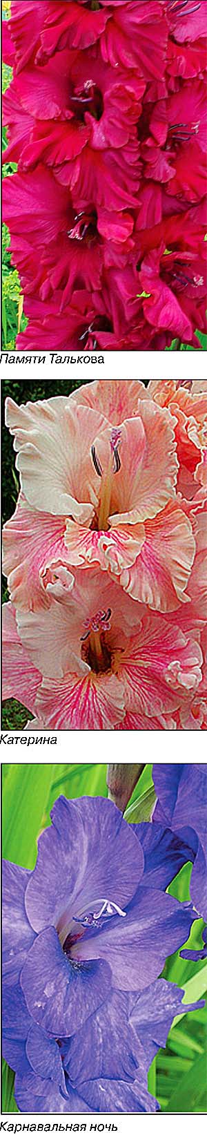 Памяти Талькова, Катерина, Карнавальная ночь Памяти Талькова, Катерина, Карнавальная ночь