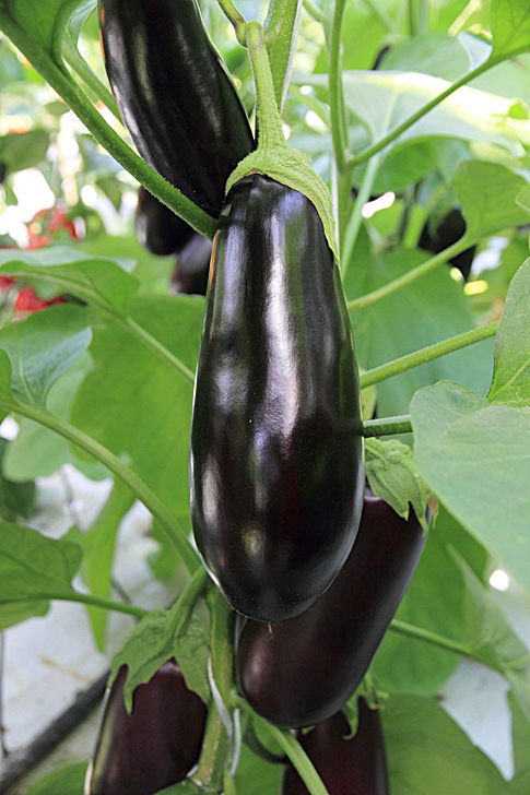 Баклажан Барон Баклажан Барон